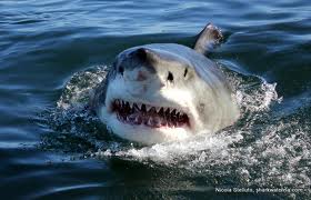 Cape Town - Shark Cage Diving